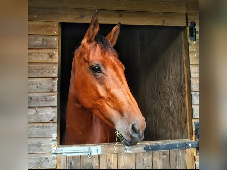 Irlandzki koń sportowy Klacz 8 lat 163 cm Gniada in Devon, UK