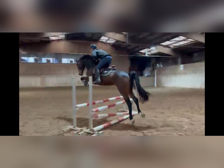 Irlandzki koń sportowy Klacz 8 lat 165 cm Ciemnogniada in Bronschhofen