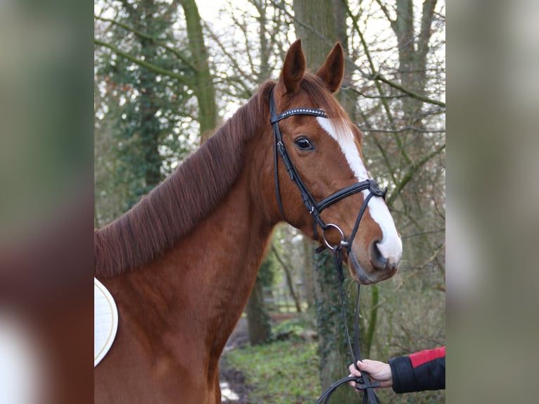 Irlandzki koń sportowy Klacz 8 lat 165 cm Ciemnokasztanowata in Nettetal