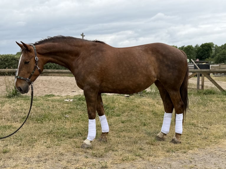 Irlandzki koń sportowy Klacz 8 lat 168 cm Ciemnokasztanowata in Trebbin