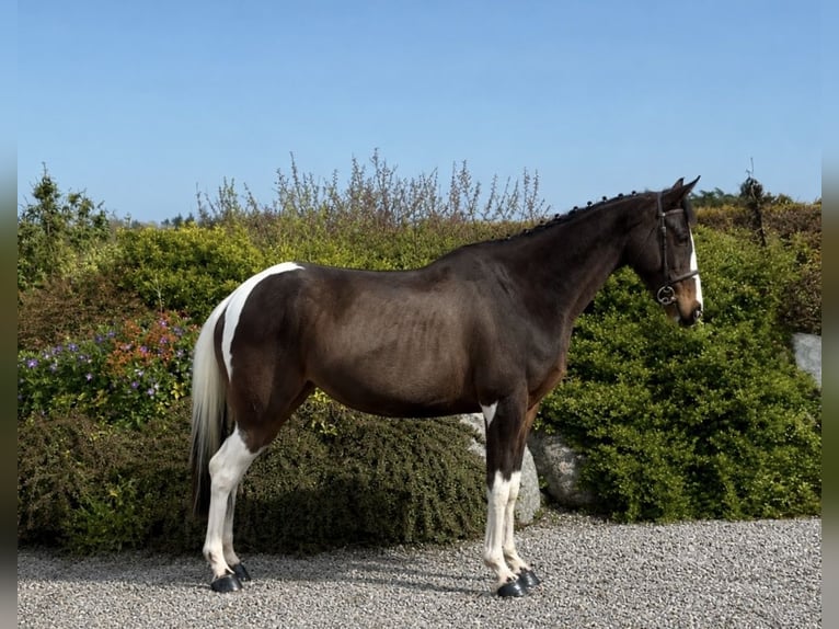 Irlandzki koń sportowy Klacz 9 lat 148 cm Tovero wszelkich maści in Sligo