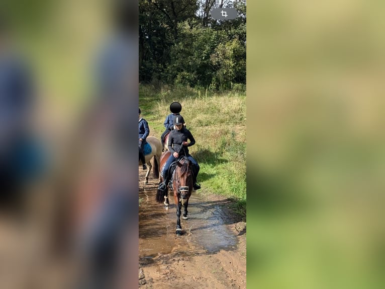 Irlandzki koń sportowy Klacz 9 lat 155 cm Gniada in Weener