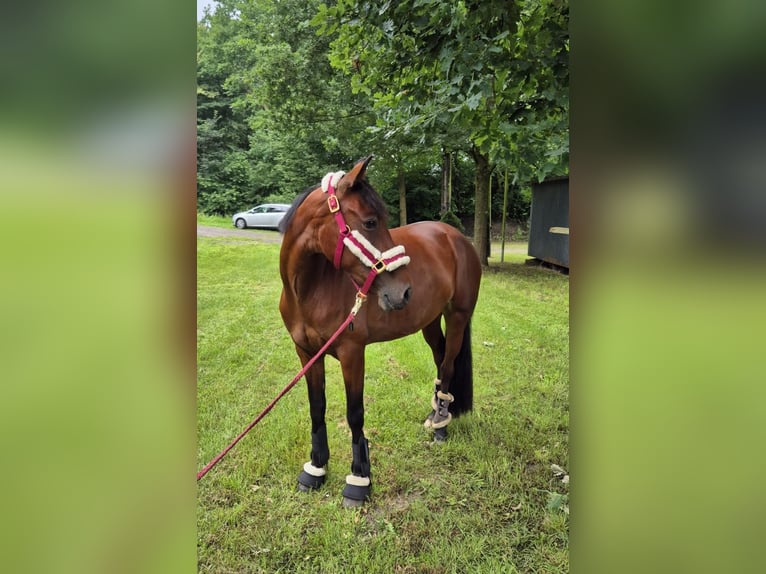 Irlandzki koń sportowy Klacz 9 lat 155 cm Gniada in Weener