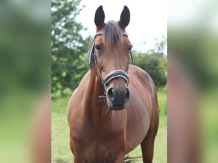 Irlandzki koń sportowy Klacz 9 lat 155 cm Gniada in Weener