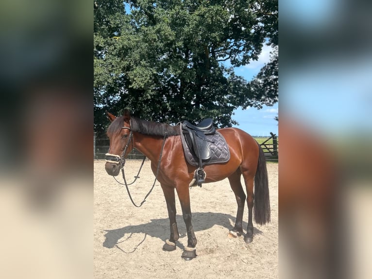 Irlandzki koń sportowy Klacz 9 lat 155 cm Gniada in Weener