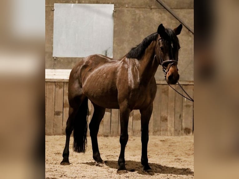 Irlandzki koń sportowy Klacz 9 lat 156 cm Ciemnogniada in Sprundel
