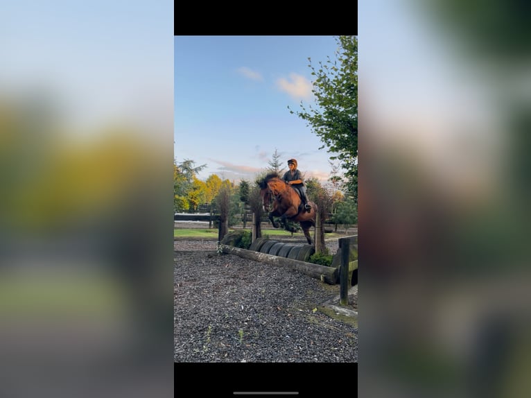 Irlandzki koń sportowy Klacz 9 lat 160 cm Gniada in Dublin