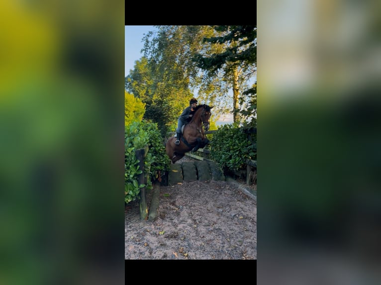 Irlandzki koń sportowy Klacz 9 lat 160 cm Gniada in Dublin