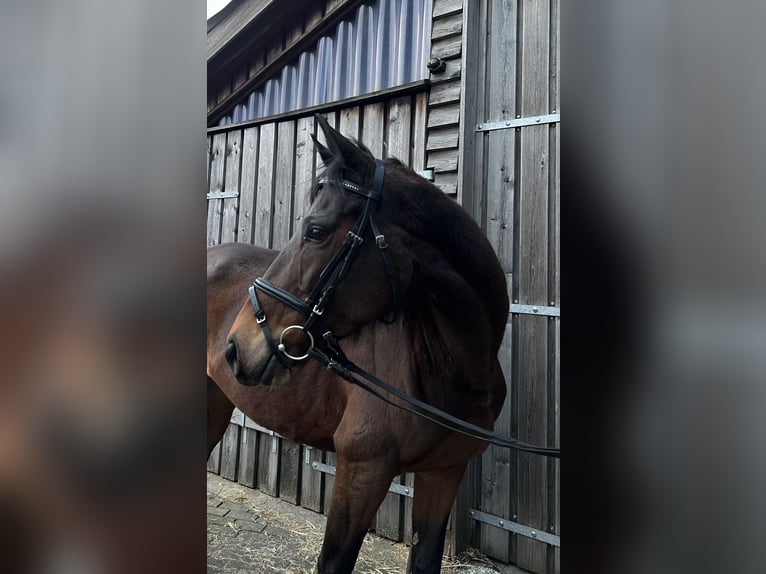 Irlandzki koń sportowy Klacz 9 lat 160 cm Gniada in Gelsenkirchen