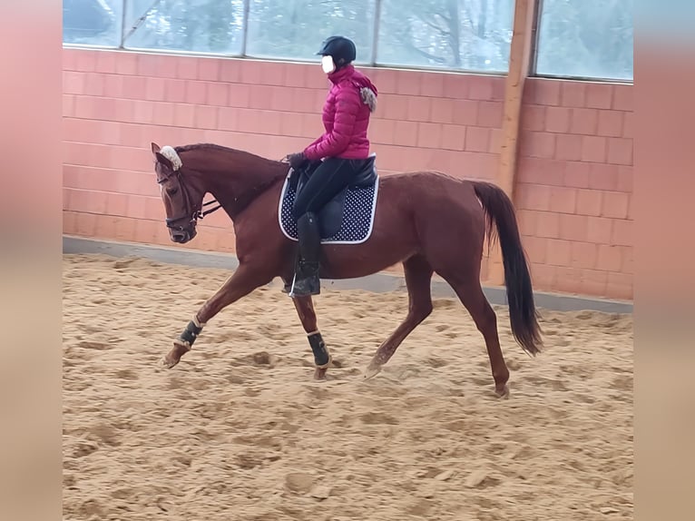 Irlandzki koń sportowy Klacz 9 lat 160 cm Kasztanowata in Lage