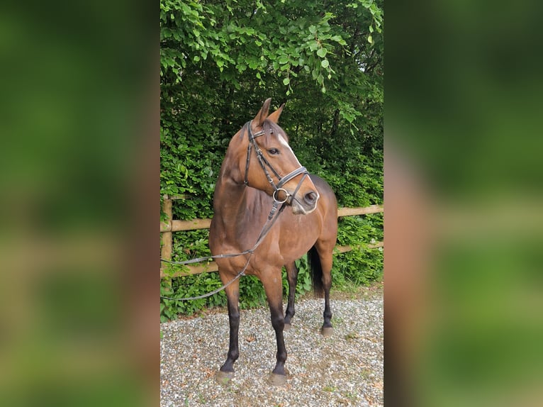 Irlandzki koń sportowy Klacz 9 lat 163 cm Ciemnogniada in Gummern
