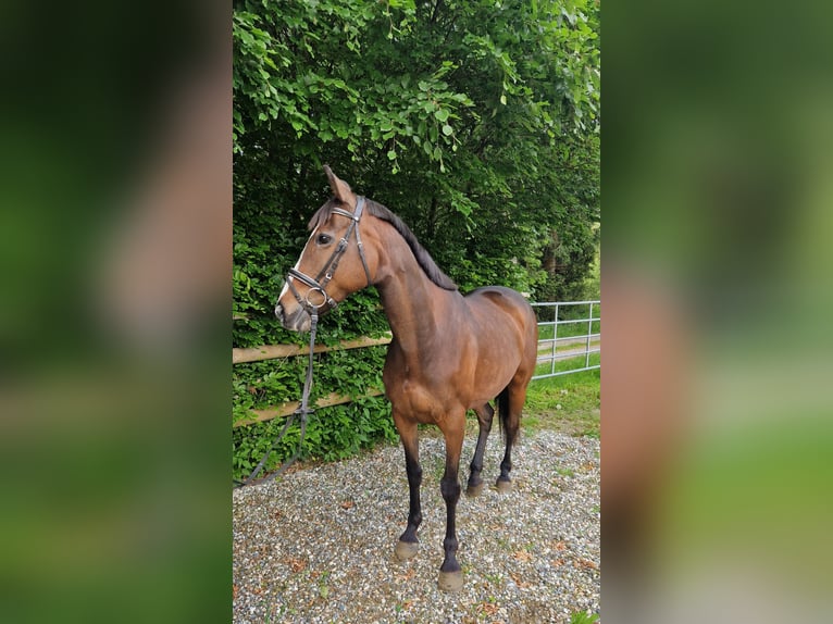 Irlandzki koń sportowy Klacz 9 lat 163 cm Ciemnogniada in Gummern
