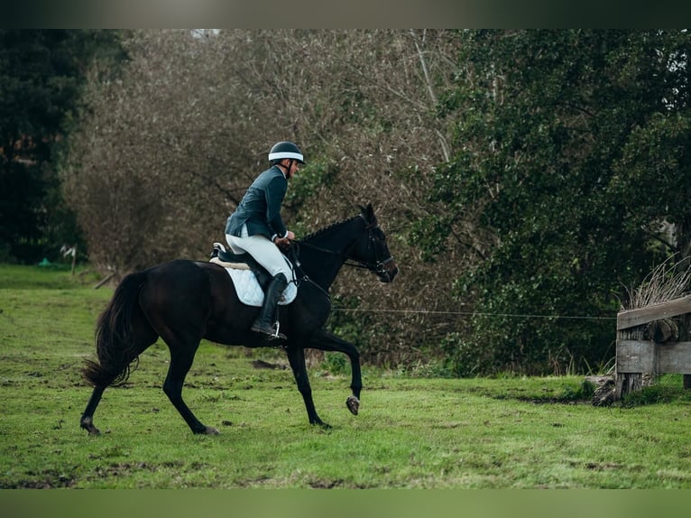 Irlandzki koń sportowy Klacz 9 lat 163 cm Ciemnogniada in Heusden