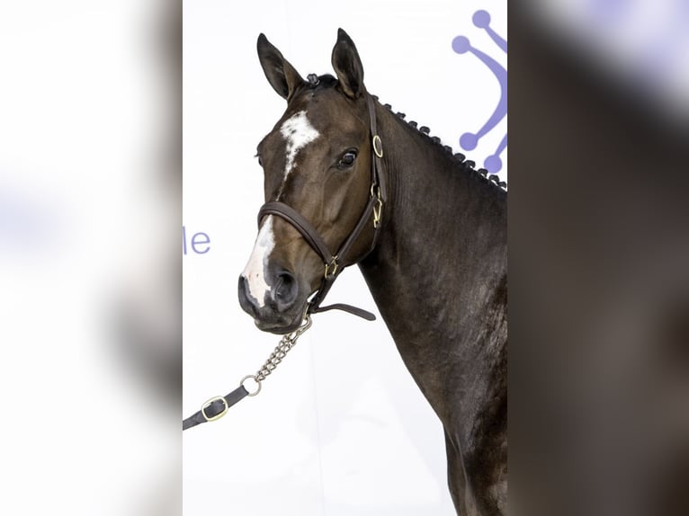 Irlandzki koń sportowy Klacz 9 lat 164 cm Gniada in Bredebro