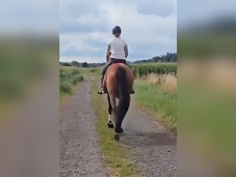 Irlandzki koń sportowy Klacz 9 lat 165 cm Gniada in Lage