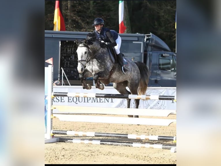 Irlandzki koń sportowy Klacz 9 lat 167 cm Siwa jabłkowita in Stadl-Paura