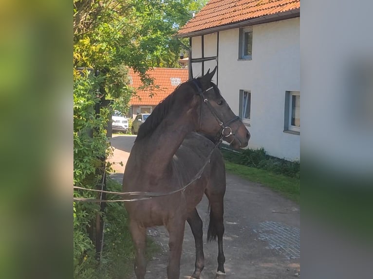 Irlandzki koń sportowy Klacz 9 lat Skarogniada in Blomberg