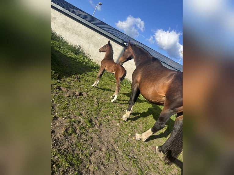 Irlandzki koń sportowy Klacz Źrebak (01/2026) Gniada in Newry