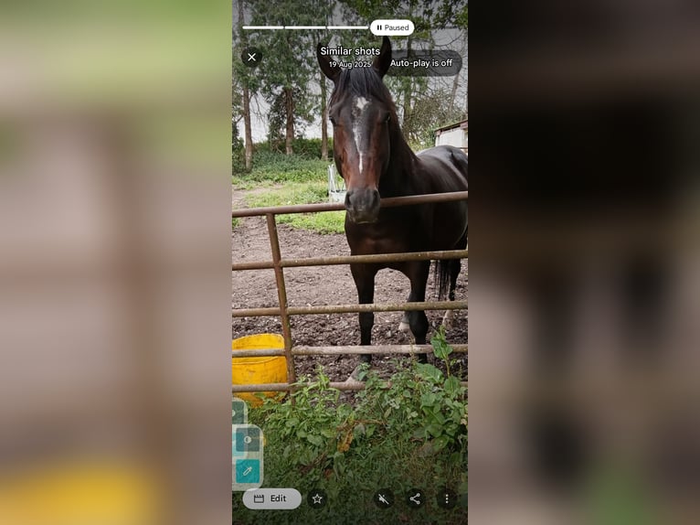 Irlandzki koń sportowy Ogier 6 lat 170 cm Gniada in Legan, Co. Longford