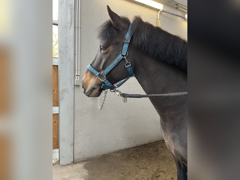 Irlandzki koń sportowy Wałach 10 lat 135 cm Ciemnogniada in Londerzeel