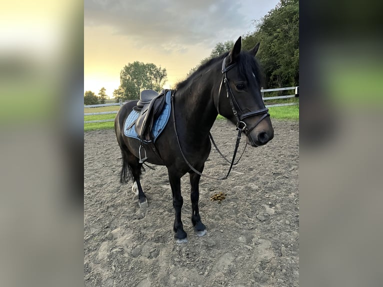 Irlandzki koń sportowy Wałach 10 lat 135 cm Ciemnogniada in Londerzeel
