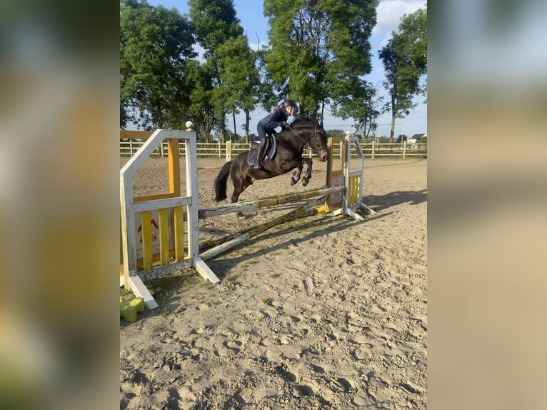Irlandzki koń sportowy Wałach 10 lat 135 cm Ciemnogniada in Londerzeel