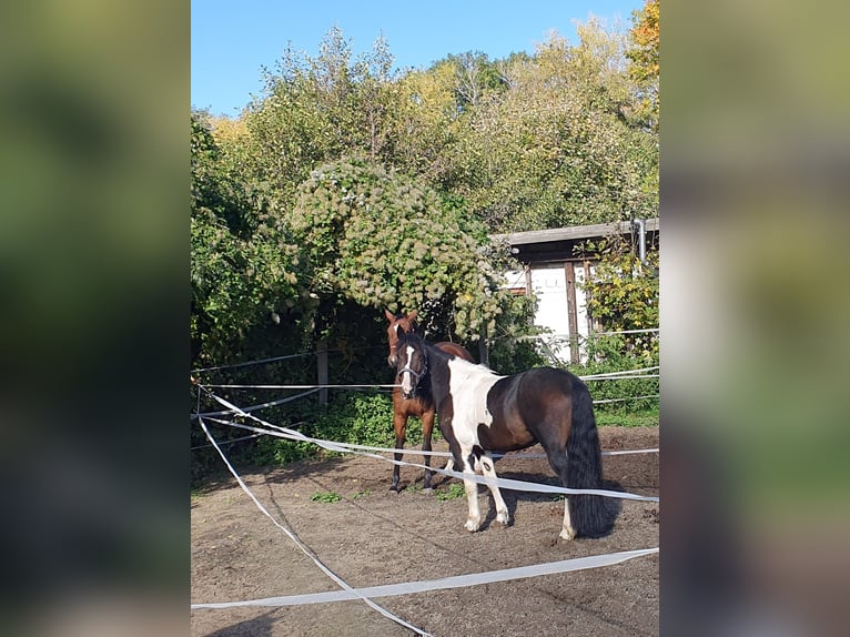 Irlandzki koń sportowy Wałach 10 lat 153 cm Srokata in Salzgitter