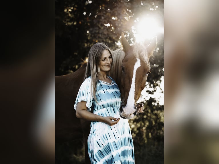 Irlandzki koń sportowy Wałach 10 lat 159 cm Kasztanowata in Rheurdt