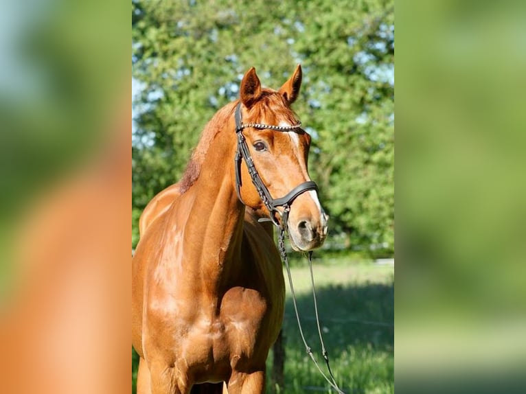 Irlandzki koń sportowy Wałach 10 lat 162 cm Kasztanowata in Dörverden