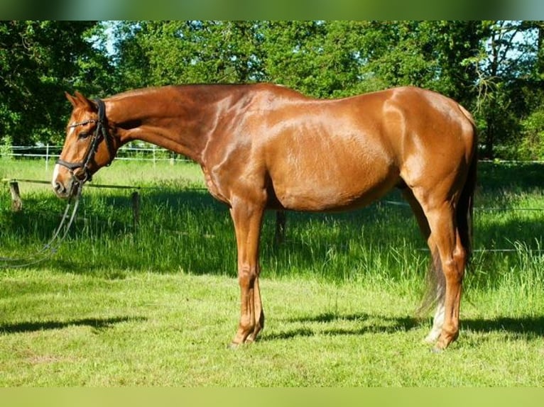Irlandzki koń sportowy Wałach 10 lat 162 cm Kasztanowata in Dörverden