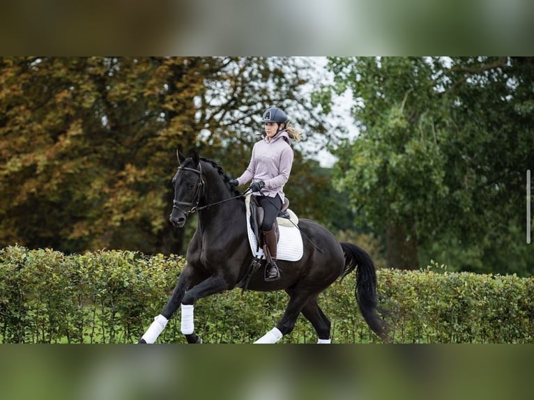 Irlandzki koń sportowy Wałach 10 lat 169 cm Kara in Berlin