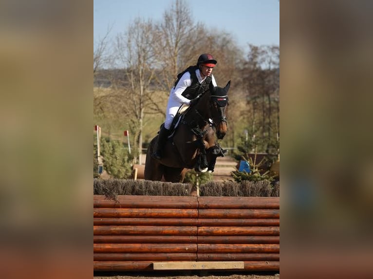 Irlandzki koń sportowy Wałach 10 lat 172 cm Gniada in Osnabrück