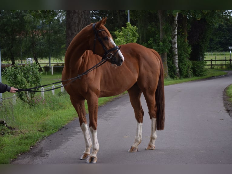 Irlandzki koń sportowy Wałach 10 lat 175 cm Kasztanowata in Osnabrück