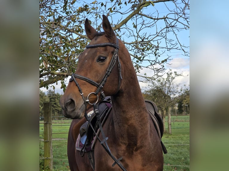 Irlandzki koń sportowy Mix Wałach 12 lat 165 cm Gniada in Wachtendonk