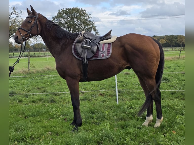 Irlandzki koń sportowy Mix Wałach 12 lat 165 cm Gniada in Wachtendonk