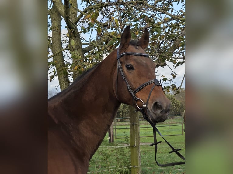 Irlandzki koń sportowy Mix Wałach 12 lat 165 cm Gniada in Wachtendonk