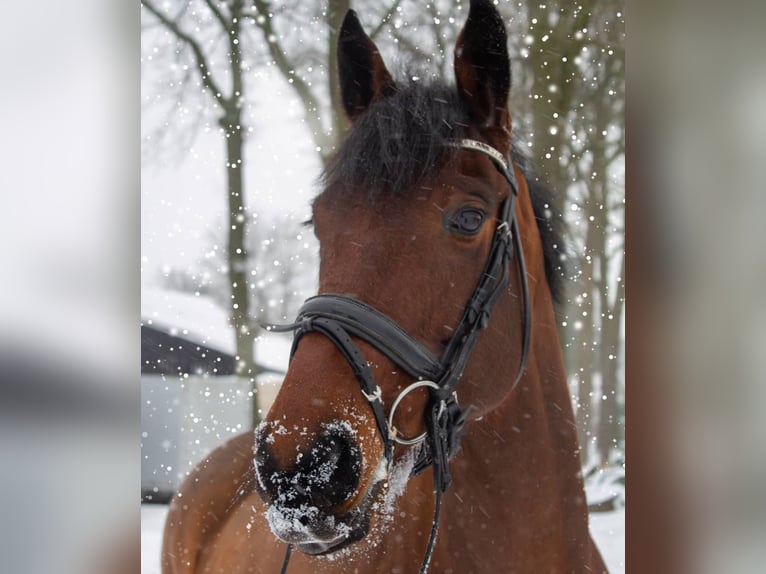 Irlandzki koń sportowy Wałach 12 lat 167 cm Gniada in Harreveld