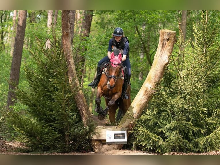 Irlandzki koń sportowy Wałach 12 lat 167 cm Gniada in Harreveld