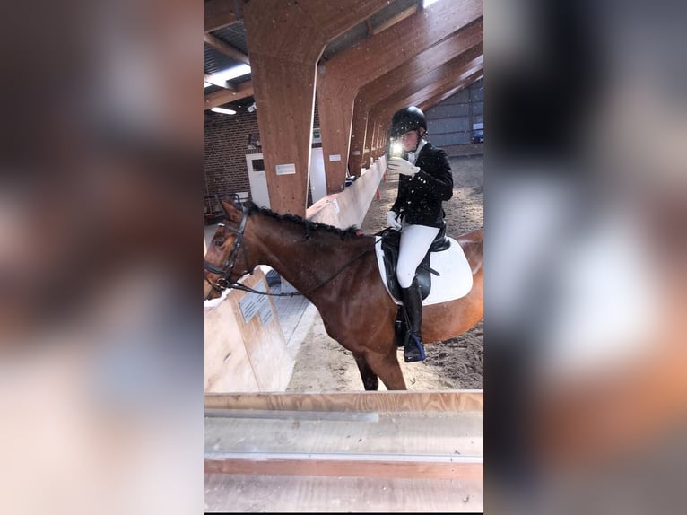 Irlandzki koń sportowy Wałach 12 lat 167 cm Gniada in Harreveld