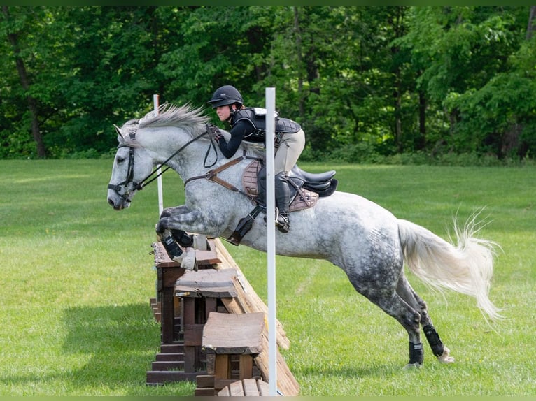 Irlandzki koń sportowy Wałach 12 lat 168 cm Siwa in Edenton