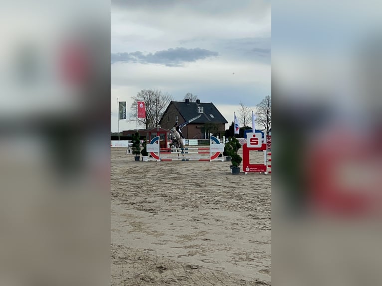 Irlandzki koń sportowy Wałach 13 lat 164 cm Siwa jabłkowita in Werne