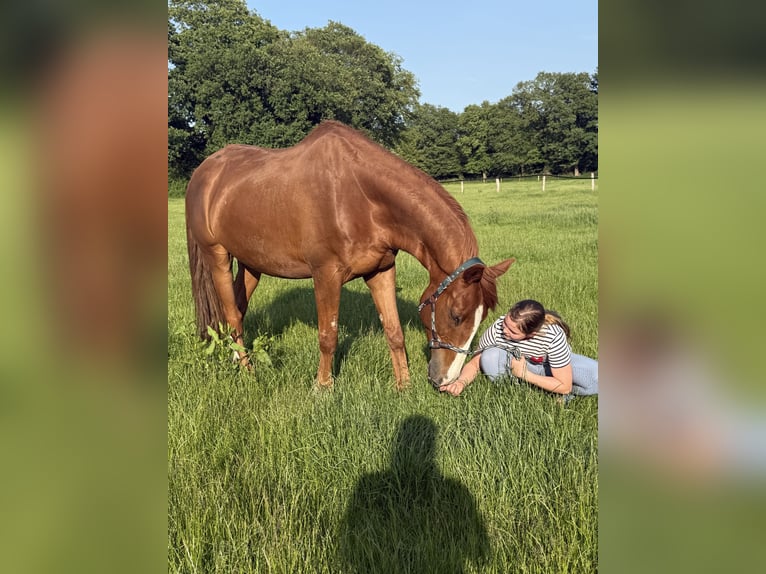 Irlandzki koń sportowy Wałach 13 lat 169 cm Kasztanowata in Quickborn