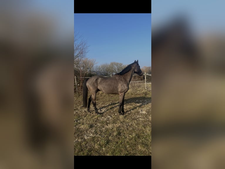 Irlandzki koń sportowy Wałach 13 lat 175 cm Ciemnogniada in Osterburg