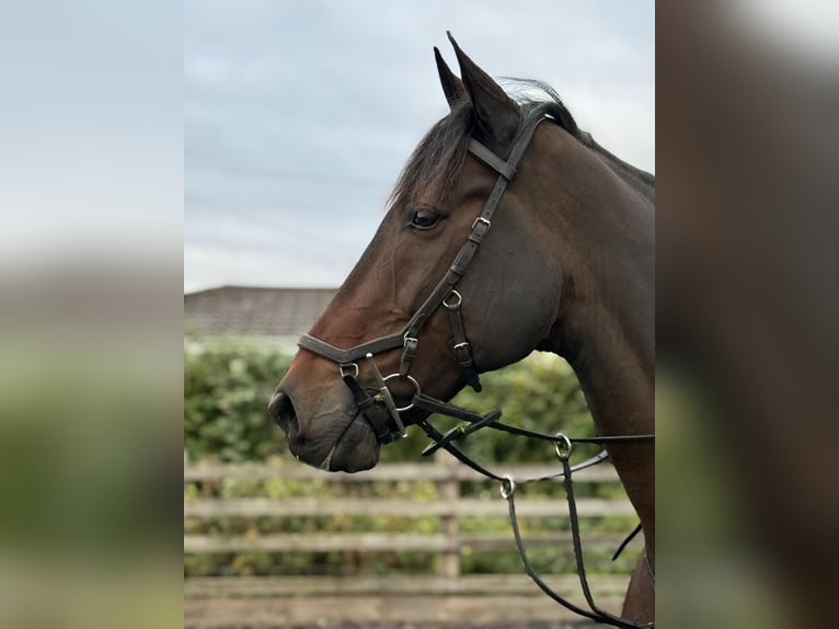 Irlandzki koń sportowy Wałach 14 lat 168 cm Gniada in london