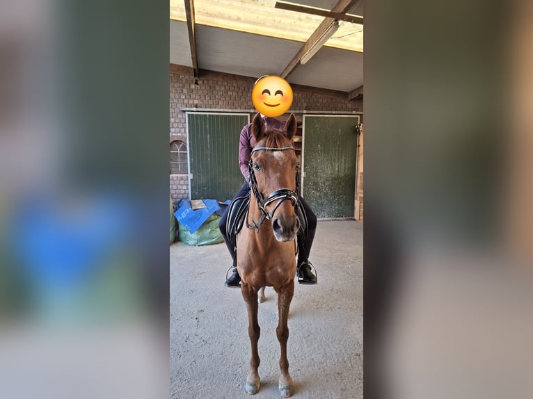 Irlandzki koń sportowy Wałach 15 lat 143 cm Kasztanowata in Doorn