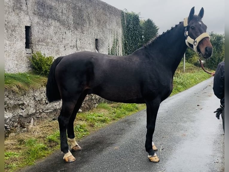 Irlandzki koń sportowy Wałach 15 lat 168 cm  in Sligo