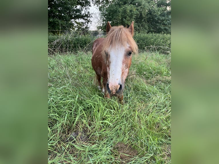 Irlandzki koń sportowy Mix Wałach 16 lat 115 cm Kasztanowata in Wedemark