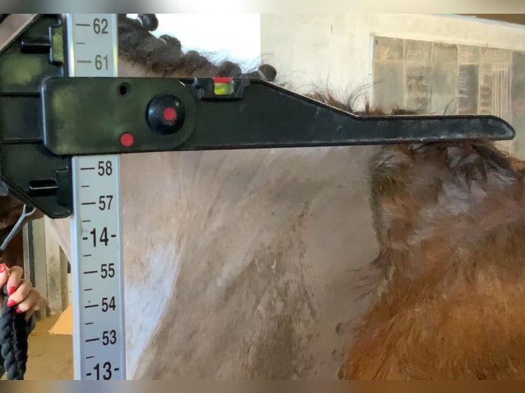 Irlandzki koń sportowy Wałach 16 lat 148 cm Gniada in Mountrath