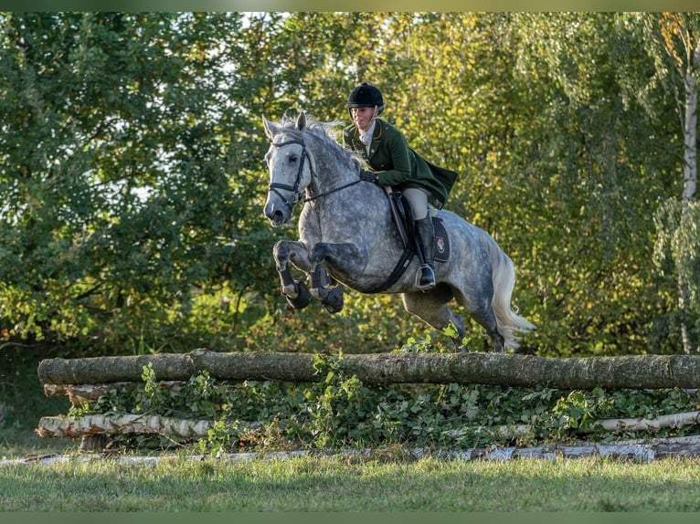 Irlandzki koń sportowy Wałach 16 lat 155 cm Siwa in Hilter am Teutoburger Wald