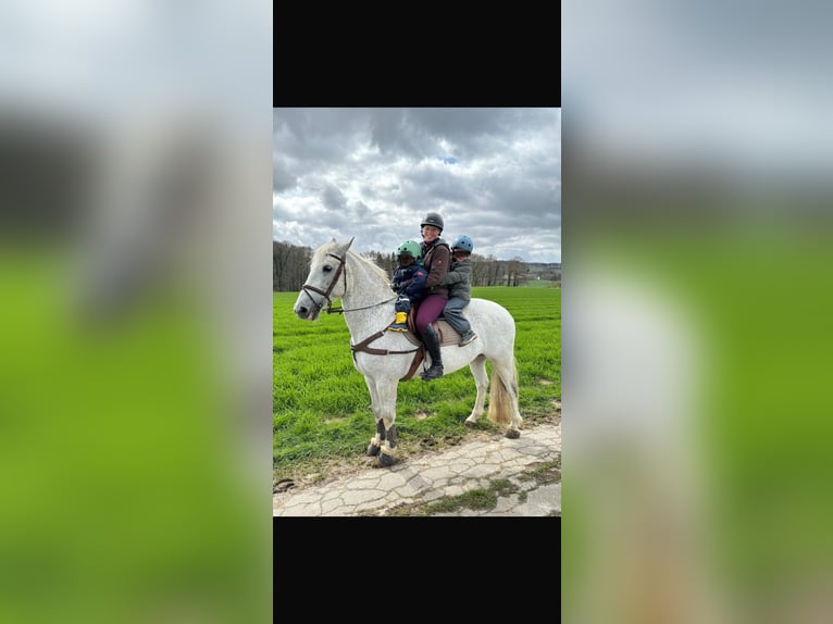 Irlandzki koń sportowy Wałach 16 lat 155 cm Siwa in Hilter am Teutoburger Wald